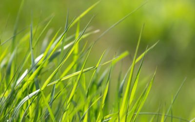 Gras kiezen voor jouw gazon: waar let je op?